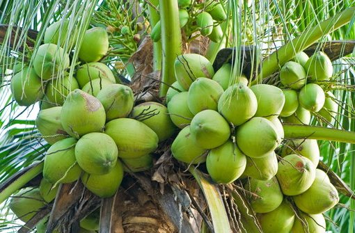 Bupati Inhil Ingatkan Petani Jangan Mau Tergoda Jual Kebun Kelapa