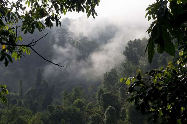 Dihadapan Gubri, Mursini Sebut Kesulitan Lakukan Pengawasan Kawasan Hutan