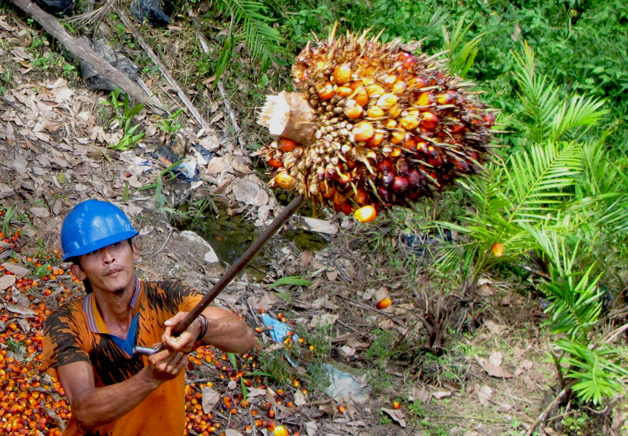 Surat Dari Petani Untuk HM Wardan Tentang Dugaan Perusakan Kebun Rakyat