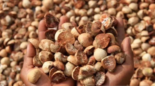 Harga Pinang Kering di Riau Minggu Ini Dihargai Rp4.938 per Kg