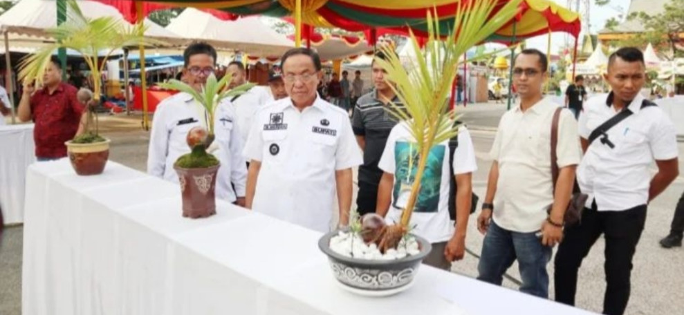 Bupati Wardan Tinjau Persiapan Lomba Bonsai Kelapa pada HPN Riau di Inhil
