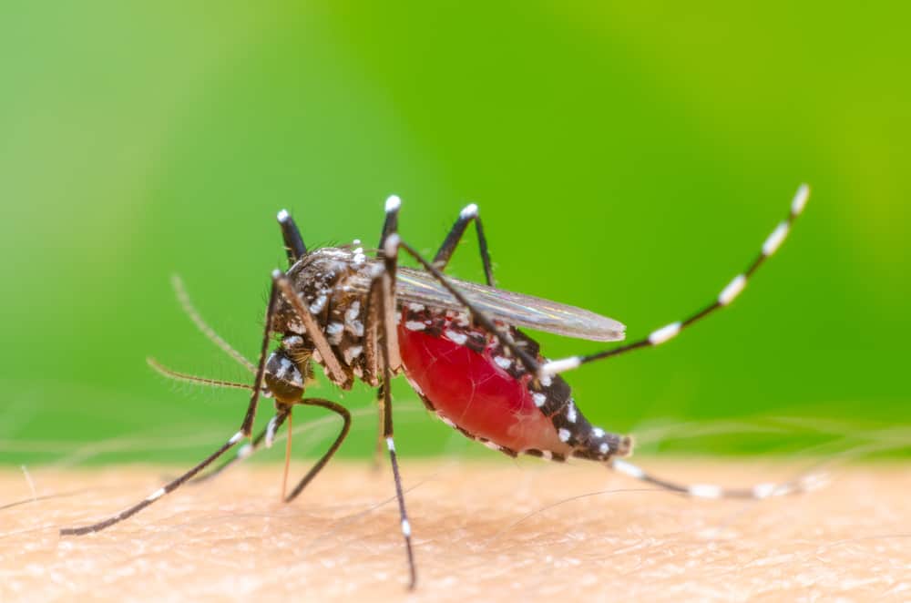 5 Ciri Nyamuk Demam Berdarah yang Perlu Anda Kenali