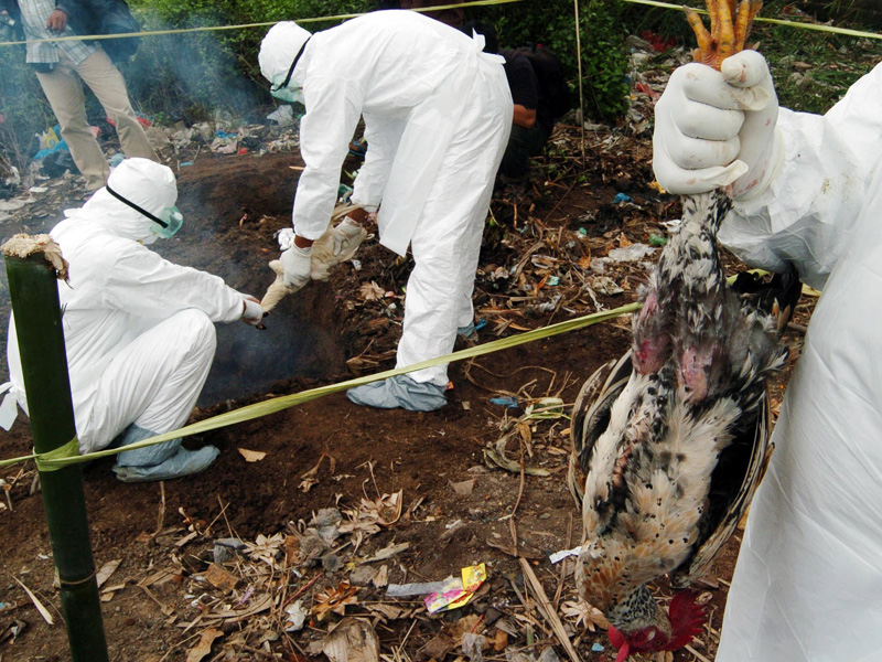 Unggas di Pekanbaru Positif Terjangkit Flu Burung
