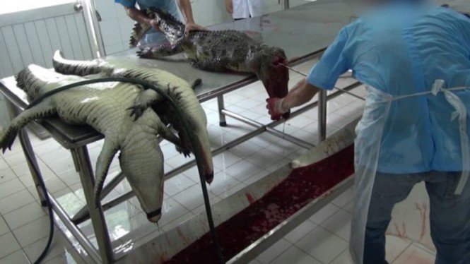Buaya Dibunuh Secara Keji untuk Dibuat Tas Mewah, ini Videonya...