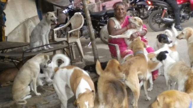 Hidup Miskin, Nenek Ini Berbagi Gubuk dengan 400 Anjing Terlantar