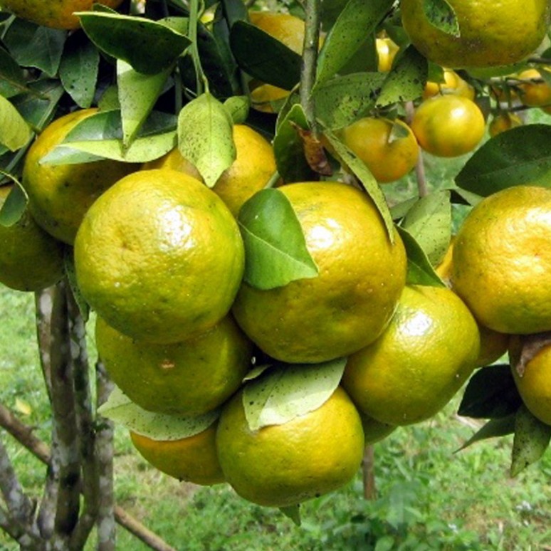 Petani Inhil Mulai Lirik Potensi Ekonomi Jeruk Keprok Siam