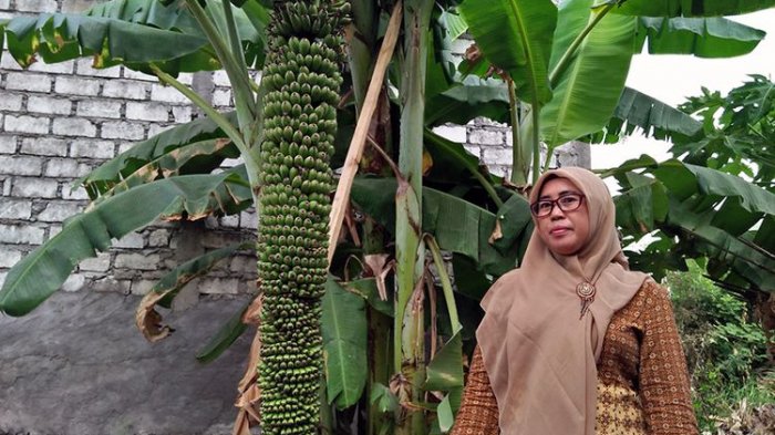 Pohon Pisang Ini Berbuah Ribuan dan Sempat Dikira Hoaks