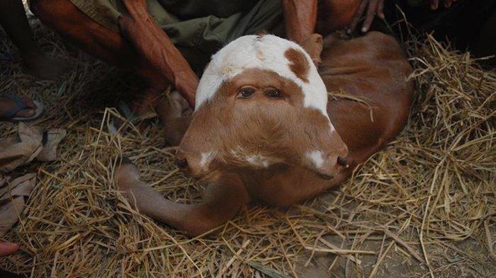 Lahir Tak Normal, Anak Sapi ini Berkepala Dua, Bermata Empat, dan Bertelinga Dua