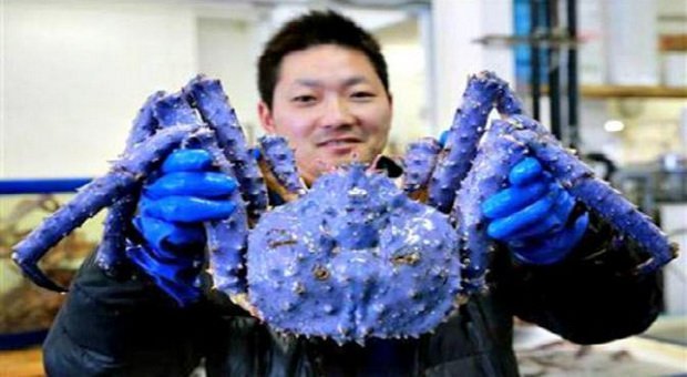 Dapat Kepiting Langka, Perusahaan Simpan Sebagai Jimat