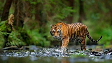 Harimau Sumatera Terkam Warga yang Mencari Kayu