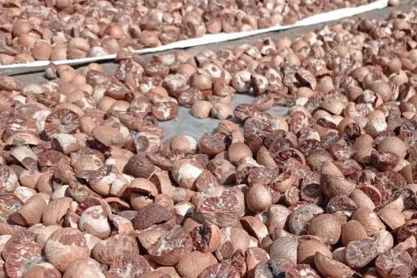 Minggu Ini Pinang Kering di Riau Dihargai Rp6.080 per Kg