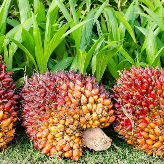 Harga Kelapa Sawit Mitra Plasma di Riau Merangkak Naik