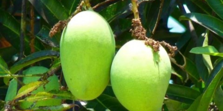 KOCAK, Ditulisi Jangan Diambil, Buah Mangga Ini Malah Langsung Dimakan di Pohon
