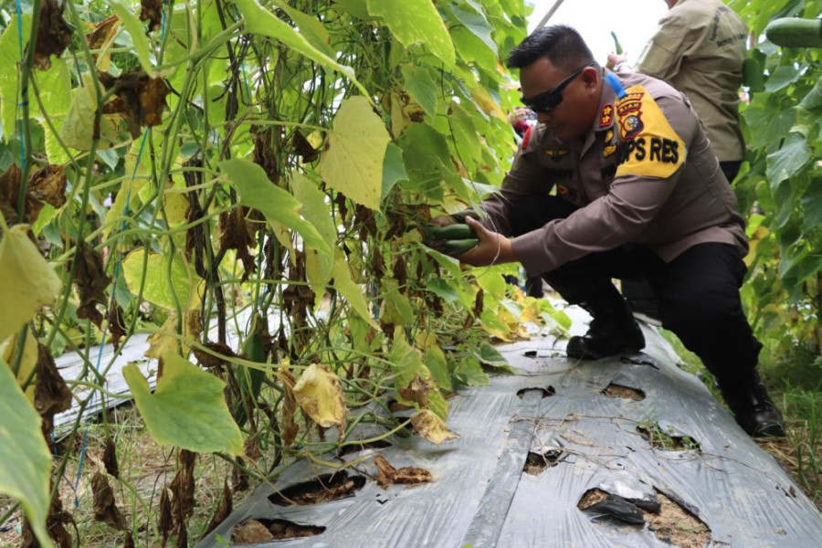 Desa Ketahanan Pangan Sejak 2020, Kapolres Inhu Panen Raya di Talang Jerinjing