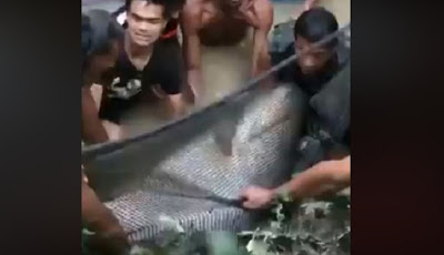 VIDEO: Warga Temukan Ikan Besar, Lihat yang Mereka Lakukan Hingga Akhir