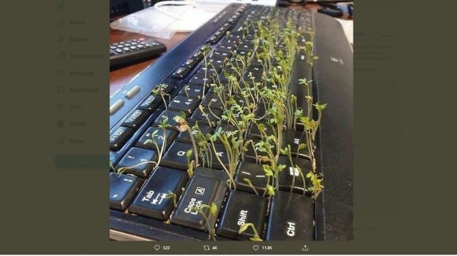 Sumpah ini Bikin Bingung! Tanaman Ini Tumbuh di Tempat Tak Bias, ini Penapakannya