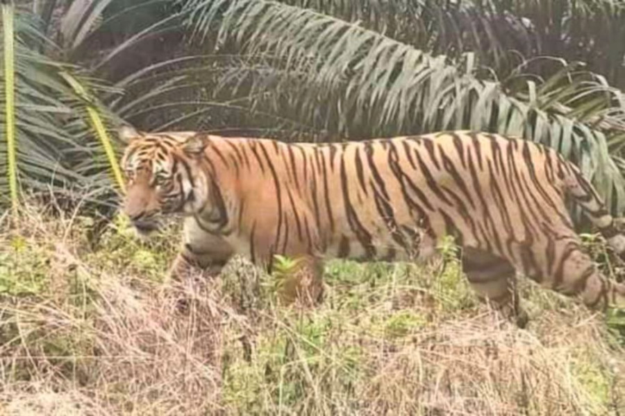 Harimau Serang Pencari Batang Sagu di Dusun III Sungai Mungkal Siak