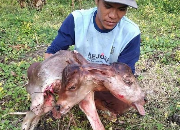Dibantu Melahirkan Pakai Tali, Anak Sapi 1 Badan 2 Kepala Gegerkan Warga Bone