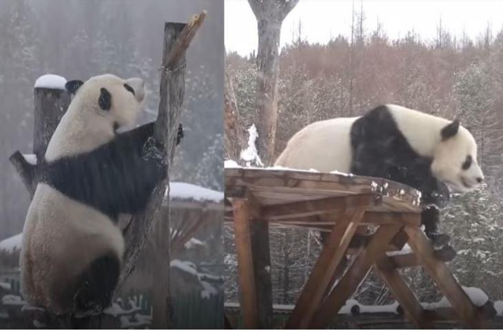 Reaksi Panda Pertama Kali Lihat Salju, Gemas Banget