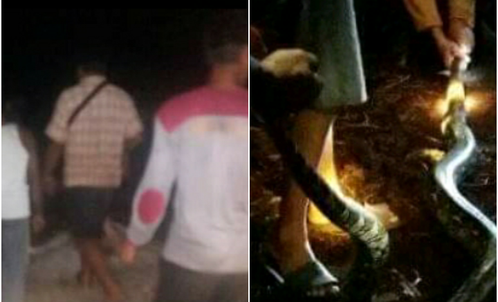 Kakek di Tempuling Ini Sudah 3 Hari Hilang, Dicari Malah Ketemu Ular Sawa
