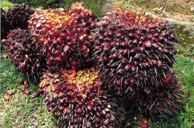 Harga Kelapa Sawit Mitra Plasma Riau Naik Minggu Ini