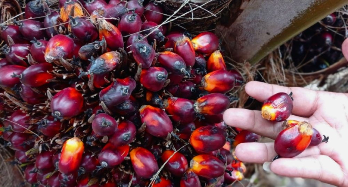 Berikut Daftar Harga Kelapa Sawit Mitra Plasma di Riau