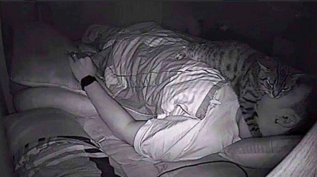 Viral CCTV Perlihatkan Kucing Peliharaan yang Coba 'Membunuh' Majikannya