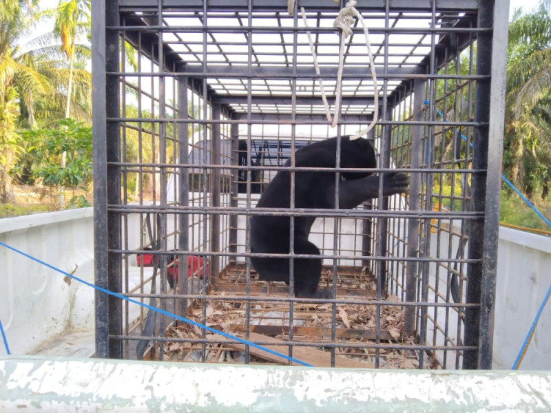 BBKSDA Evakuasi Beruang Madu