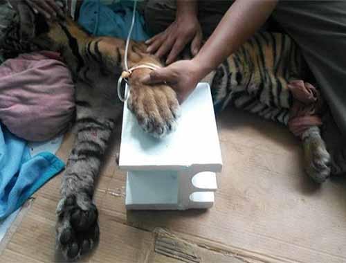 Kasihan, Anak Harimau Ditemukan dalam Kondisi Lemah