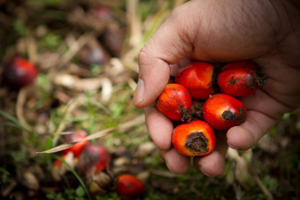 Harga Sawit di Riau Ditetapkan Rp2.093,97 per Kilogram
