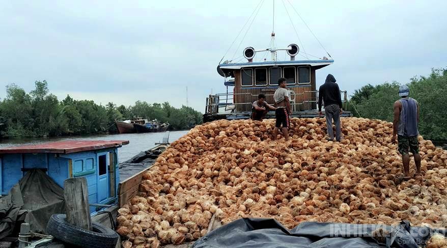 Harga Kelapa Rp 1300 Perkilo, Petani Inhil Menjerit