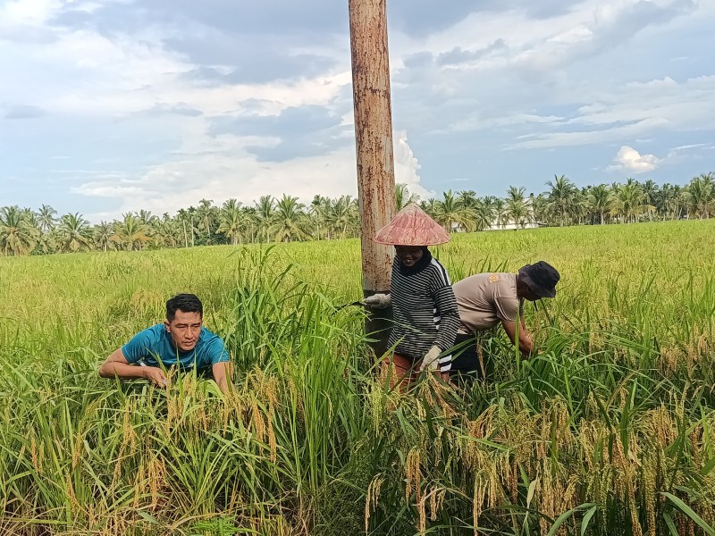 Panen Padi Bersama Masyarakat, Polsek Sungai Batang Komitmen Dukung Pertanian Lokal