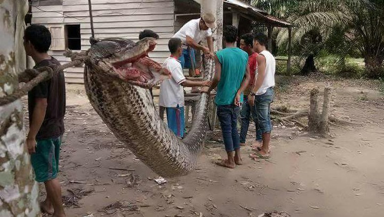 Begini Perjuangan Robert Melawan Ular Piton Raksasa di Inhu