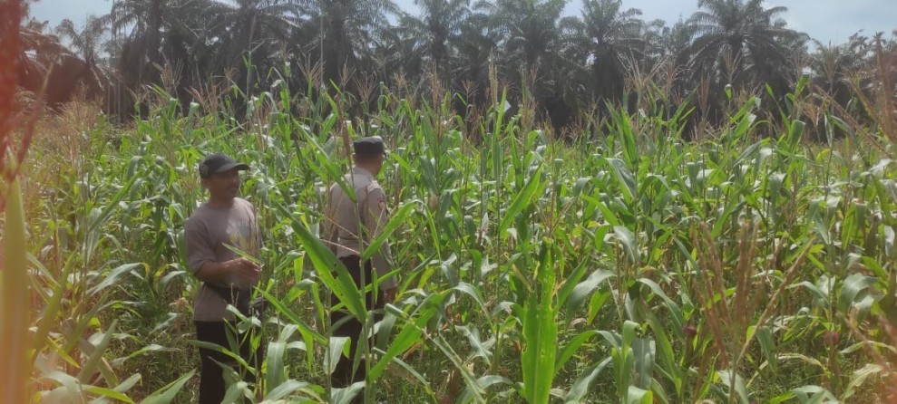 Peran Aktif Bhabinkamtibmas Polsek Sabak Auh Kawal Pertumbuhan Jagung Pipil di Lahan 1 Hektare