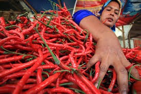 Harga Cabai Tembus Rp75 Ribu per Kilogram, DPP Pekanbaru Akui Tak Bisa Intervensi
