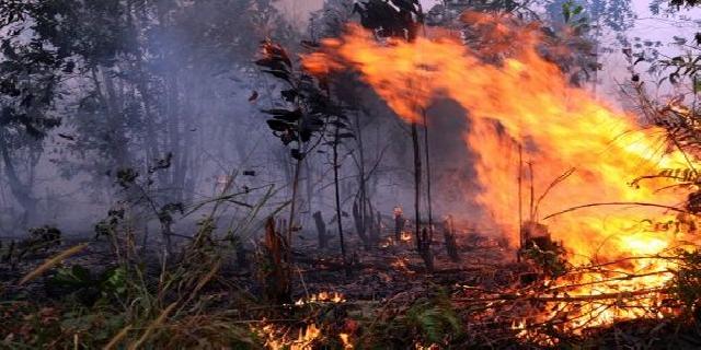 Sepanjang 2017, Sudah 10 Orang Ditetapkan Tersangka Pembakaran Lahan