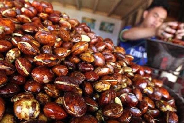 Jelang Tahun Baru, Harga Jengkol Masih Stabil
