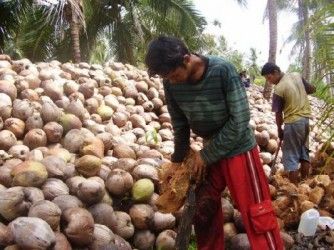 Cek Harga Komoditi Perkebunan Riau Pekan Ini, dari Pinang hingga Kelapa