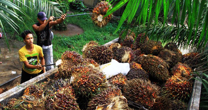 Pekan Ini, Harga TBS Sawit Turun