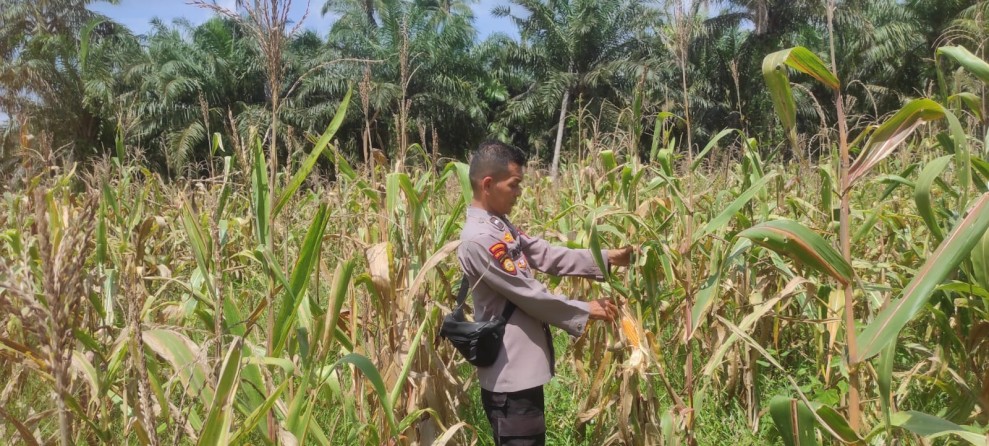 Polsek Sabak Auh Pantau Lahan Jagung Pipil Program Asta Cita, Pertumbuhan Masih Terpantau Baik