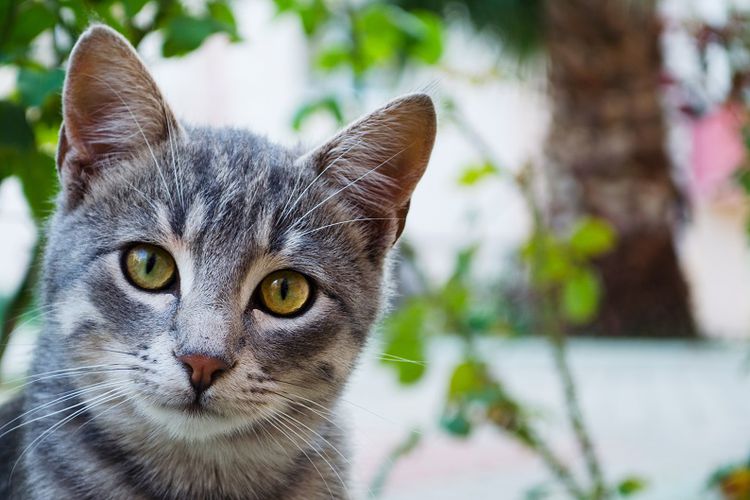 Digigit Kucing, Wisatawan Inggris di Maroko Meninggal karena Rabies