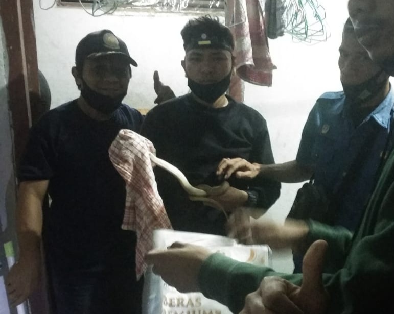 Malam-malam, Petugas DPKP Amankan Ular Kobra Dari Rumah Warga