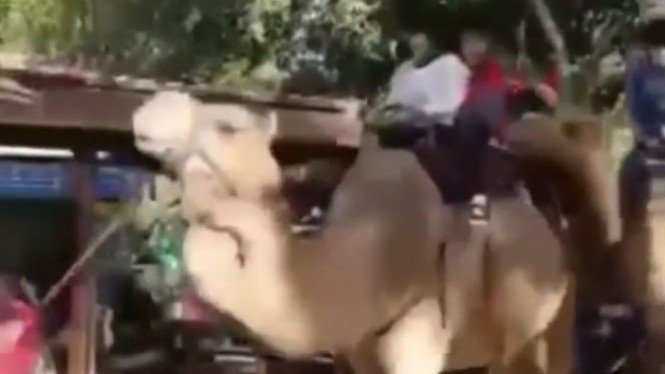 Seorang Bocah Histeris Setelah Kakinya Digigit Unta
