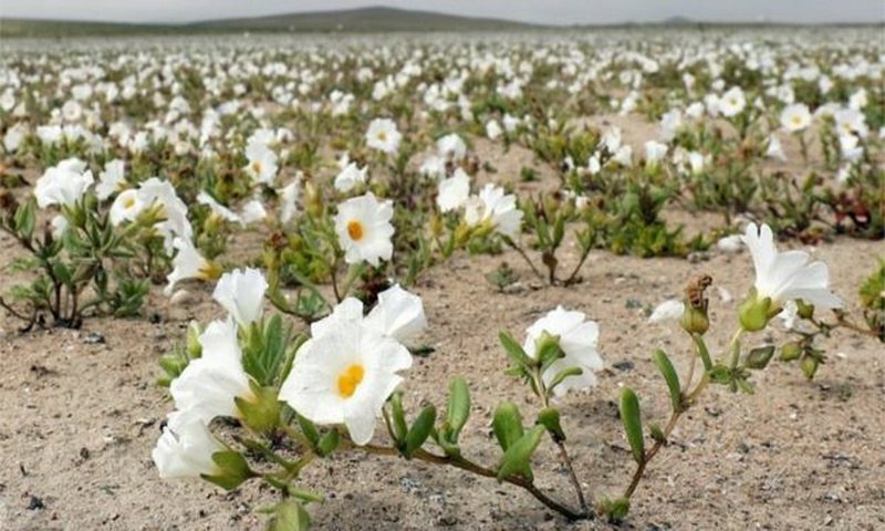 Gunung Terkering Di Dunia Tiba Tiba Ditumbuhi Bunga Bunga Cantik
