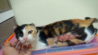 Kucing dan Anjing Jalanan yang Disiksa: 'Apa Salah Kami Sehingga Dijahati?'