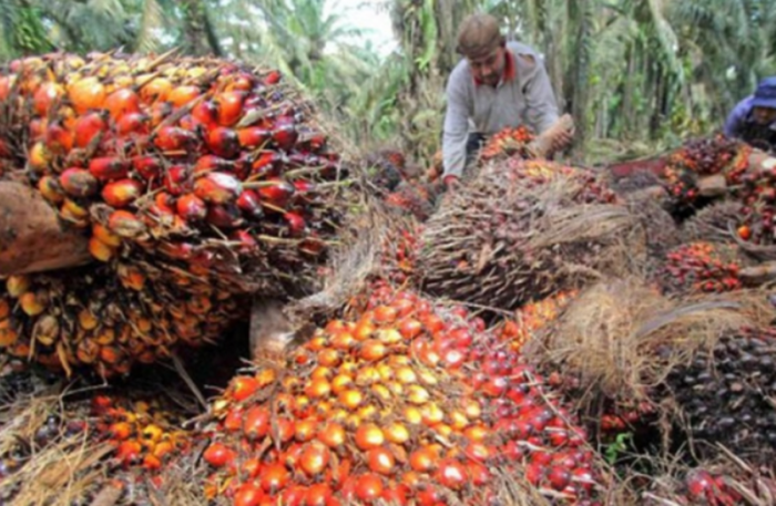 Harga Jual CPO Pengaruhi TBS