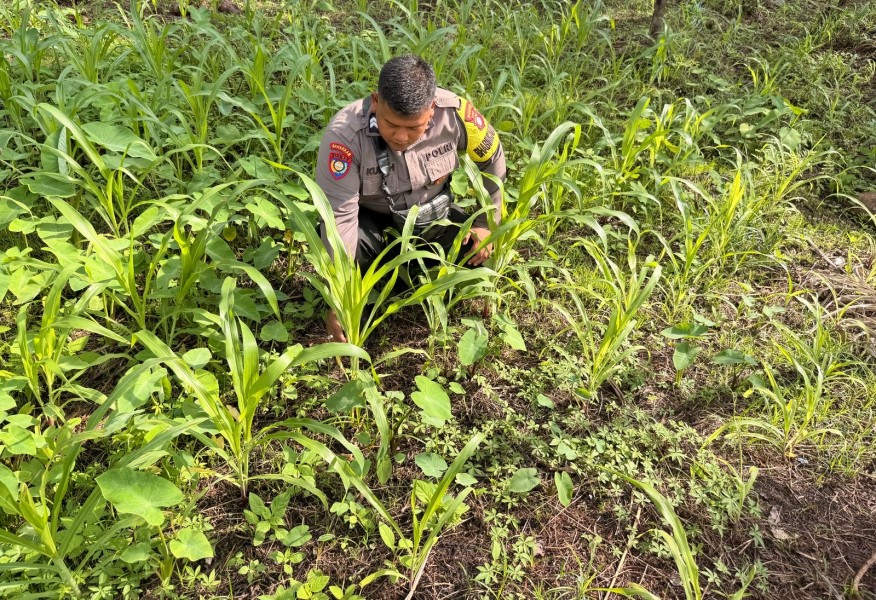 Menyebrangi sungai demi sampai ke lokasi ketahanan pangan Bhabinkamtibmas Polsek Tembilahan Laksanakan kontrol tanama jagung di Seberang Tembilahan Selatan