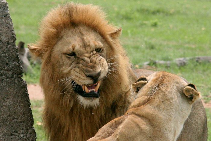 Pemburu Badak Tewas Diinjak Gajah, Tubuhnya Dimangsa Kawanan Singa