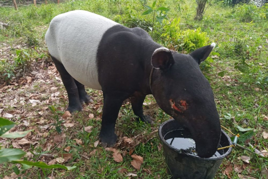 Viral, Tapir Ukuran Besar Muncul di Jalan Permukiman Warga, BBKSDA Riau Cek Lokasi