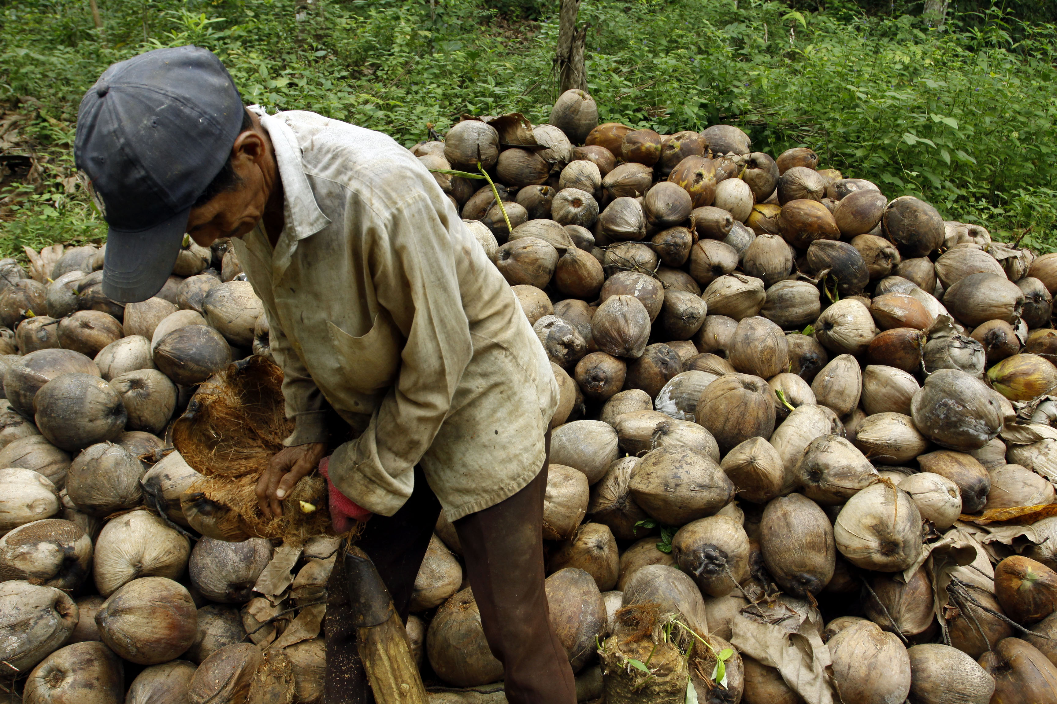Petani dan Pemkab Inhil Tolak Pembatasan Ekspor Kelapa